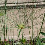 Cyperus papyrus Blad