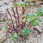 Echeveria skinneri Hábito