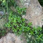 Alchemilla saxatilis Hoja