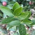 Acokanthera oblongifolia Folha