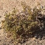 Tetraena fontanesii Habitatea