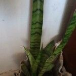 Sansevieria trifasciata ഇല