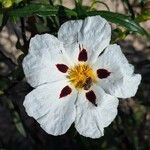 Cistus ladanifer Квітка