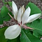 Magnolia officinalis Blüte