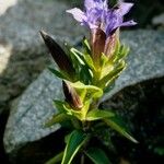 Gentiana septemfida आदत