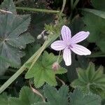 Geranium asphodeloides Flor