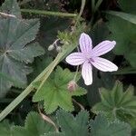 Geranium asphodeloides Blüte