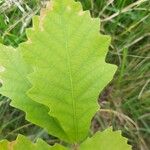 Quercus macrocarpa Blatt