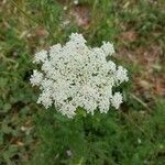 Daucus carotaফুল