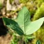 Acer monspessulanum Leaf