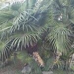 Chamaerops humilisYaprak