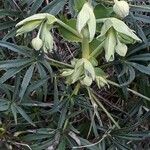 Helleborus foetidus 整株植物