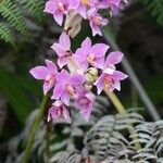 Spathoglottis unguiculata Flower