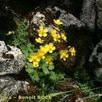 Ranunculus spicatus Celota