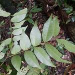 Inga gracilifolia Folla