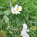 Ranunculus amplexicaulis Floare