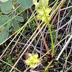 Scheuchzeria palustris Floare