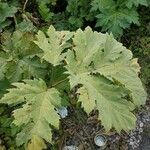 Heracleum sosnowskyi पत्ता