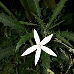 Hippobroma longiflora Flor