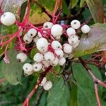 Cornus racemosa Vrucht