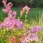 Filipendula rubra Flower