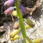 Muscari matritense Квітка