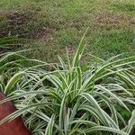 Chlorophytum comosum পাতা