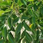 Fraxinus griffithii Leaf