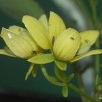 Cassia artensis