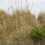 Tripidium ravennae অভ্যাস