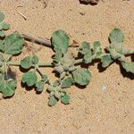 Glinus lotoides Leaf