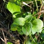 Theligonum cynocrambe Yaprak