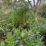 Symphyotrichum oblongifolium Flower