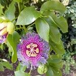 Passiflora cincinnata Cvet