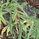 Matthiola longipetala Leaf