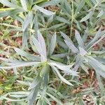 Dianthus rupicola Leaf