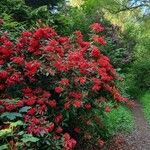 Rhododendron neriiflorum برگ