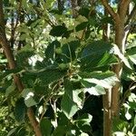 Sorbus mougeotii Fruto