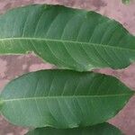 Sclerocroton cornutus List