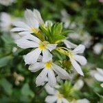 Scaevola plumieri Flower