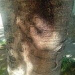 Ficus elastica Φλοιός