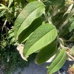 Buddleja albiflora Ліст