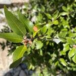 Quercus chrysolepis Yaprak