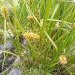 Carex rostrata Kukka