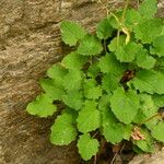 Valeriana tripteris Hoja