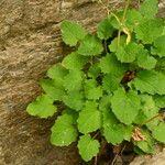 Valeriana tripteris Blatt