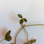 Trifolium pallescens Leaf