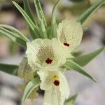 Mohavea confertiflora Flor