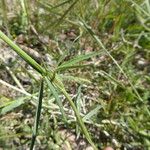 Trifolium angustifolium Листок