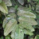 Saba comorensis Leaf